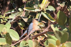 Schistochlamys ruficapillus