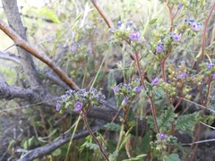 Phacelia coerulea