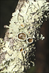 Austroparmelina pseudorelicina