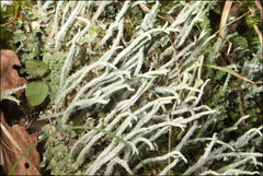 Cladonia corniculata