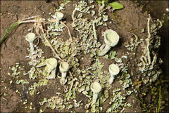 Cladonia humilis
