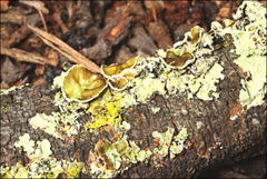 Flavoparmelia rutidota