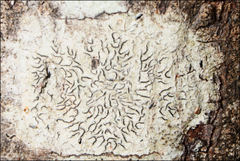 Halegrapha mucronata