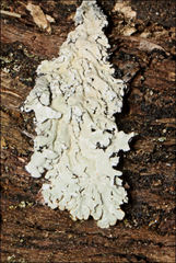 Hypogymnia subphysodes