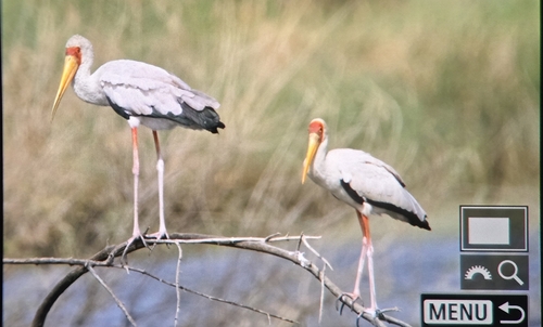 iNaturalist image
