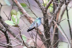 Colibri serrirostris