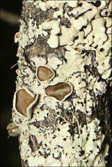 Austroparmelina pseudorelicina