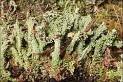 Cladonia rigida