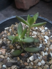 Sedum adolphi