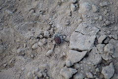 Paracotalpa granicollis