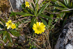 Ranunculus verticillatus
