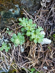 Sedum spathulifolium