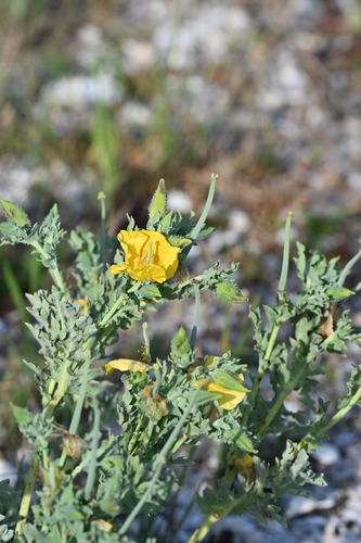 Yellow Horned Poppy