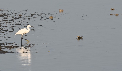 Little Egret