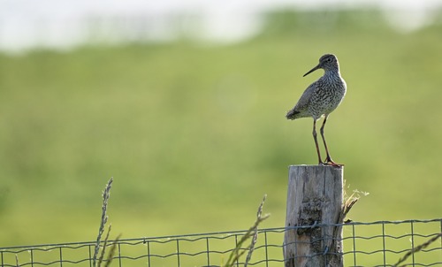 Common Redshank