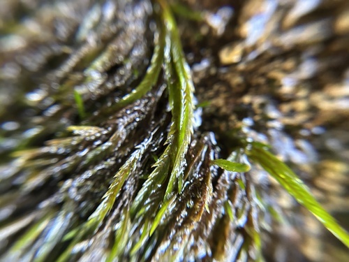 Fontinalis neomexicana observed 2026-05-23