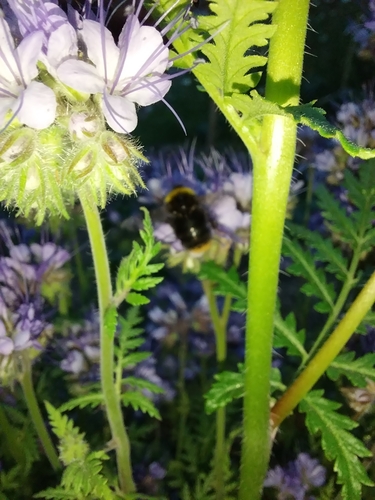 Early Bumble Bee