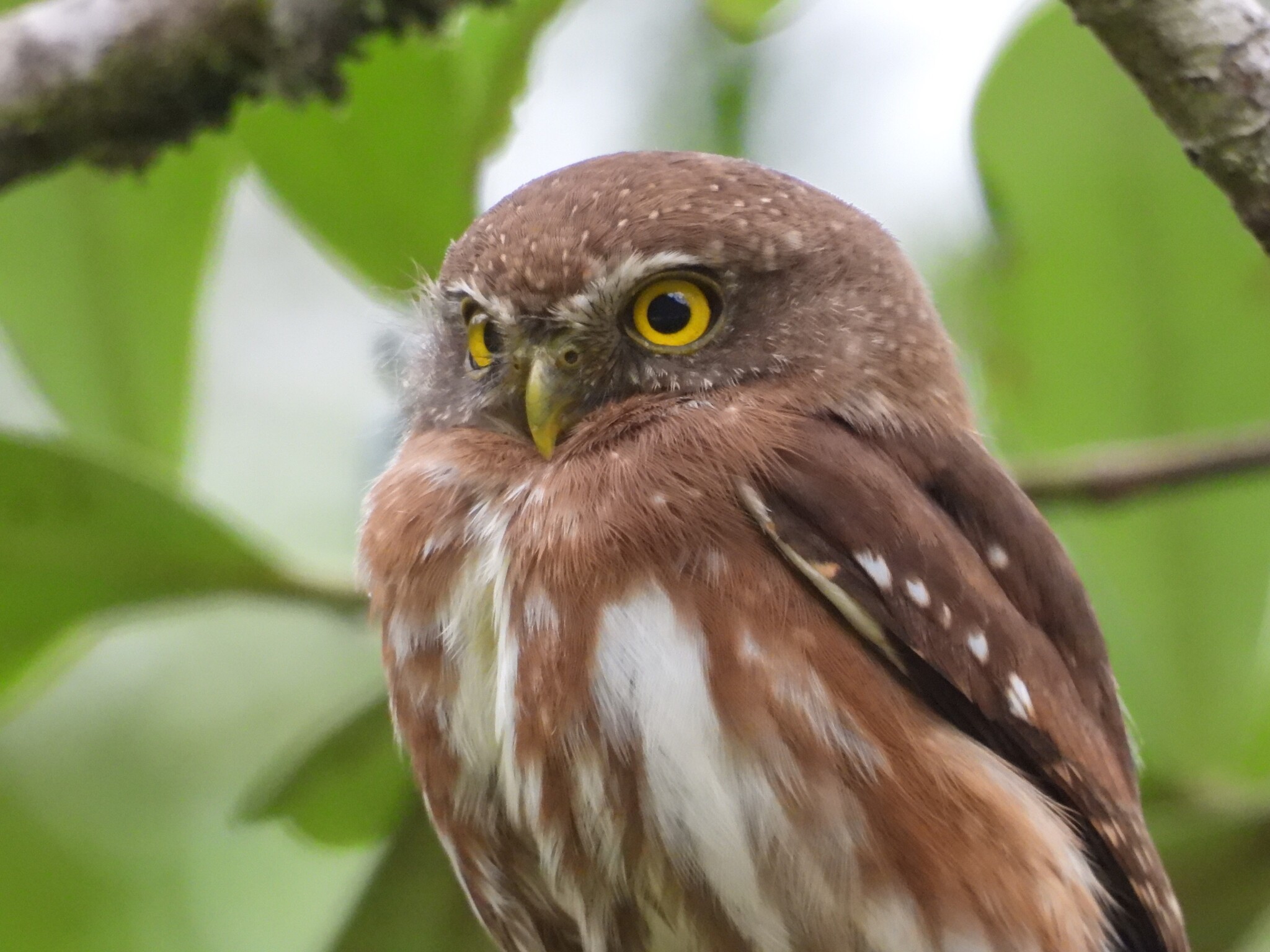 East Brazilian Pygmy Owl (Glaucidium minutissimum), photo 4