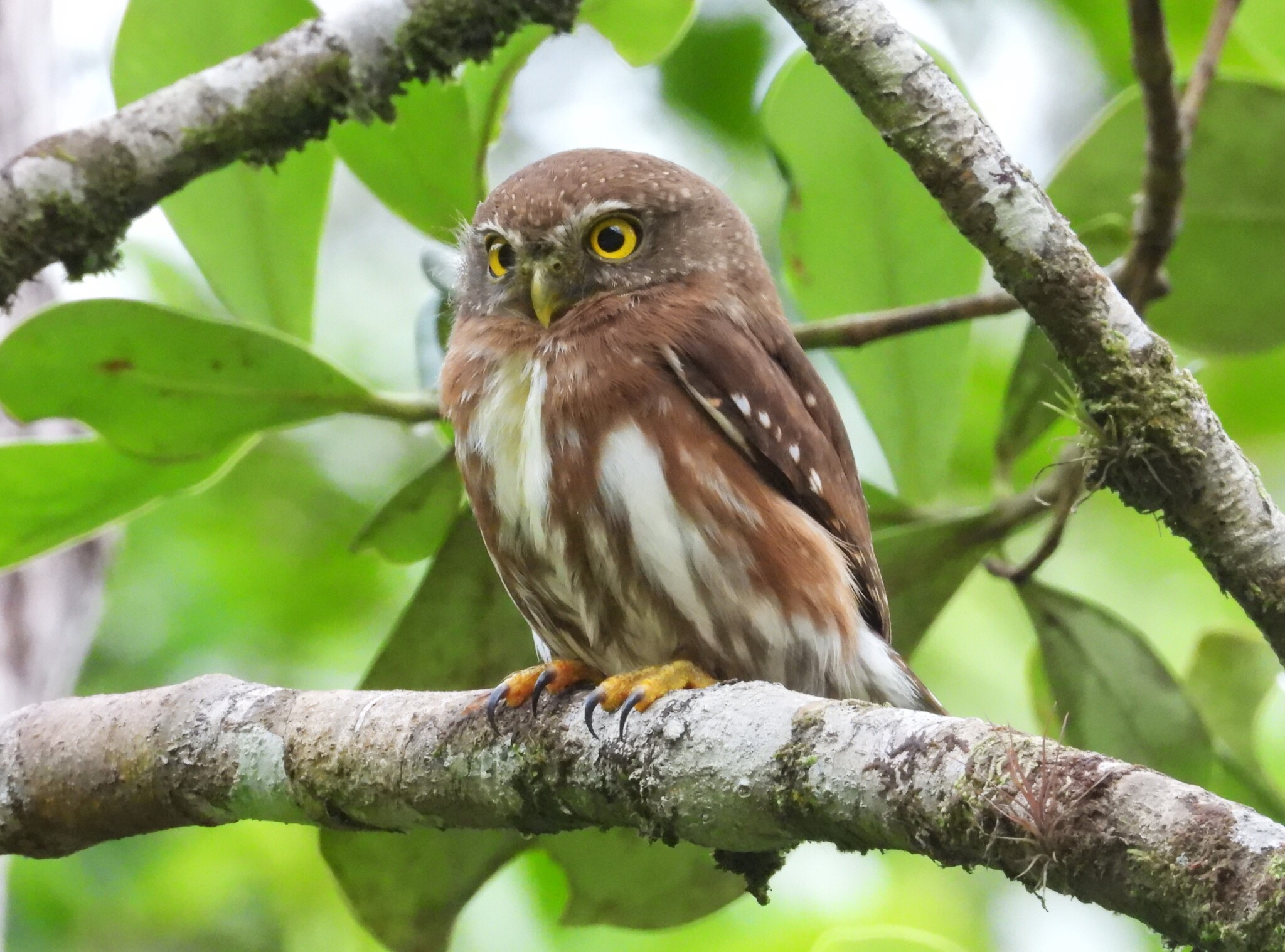 East Brazilian Pygmy Owl (Glaucidium minutissimum), photo 3