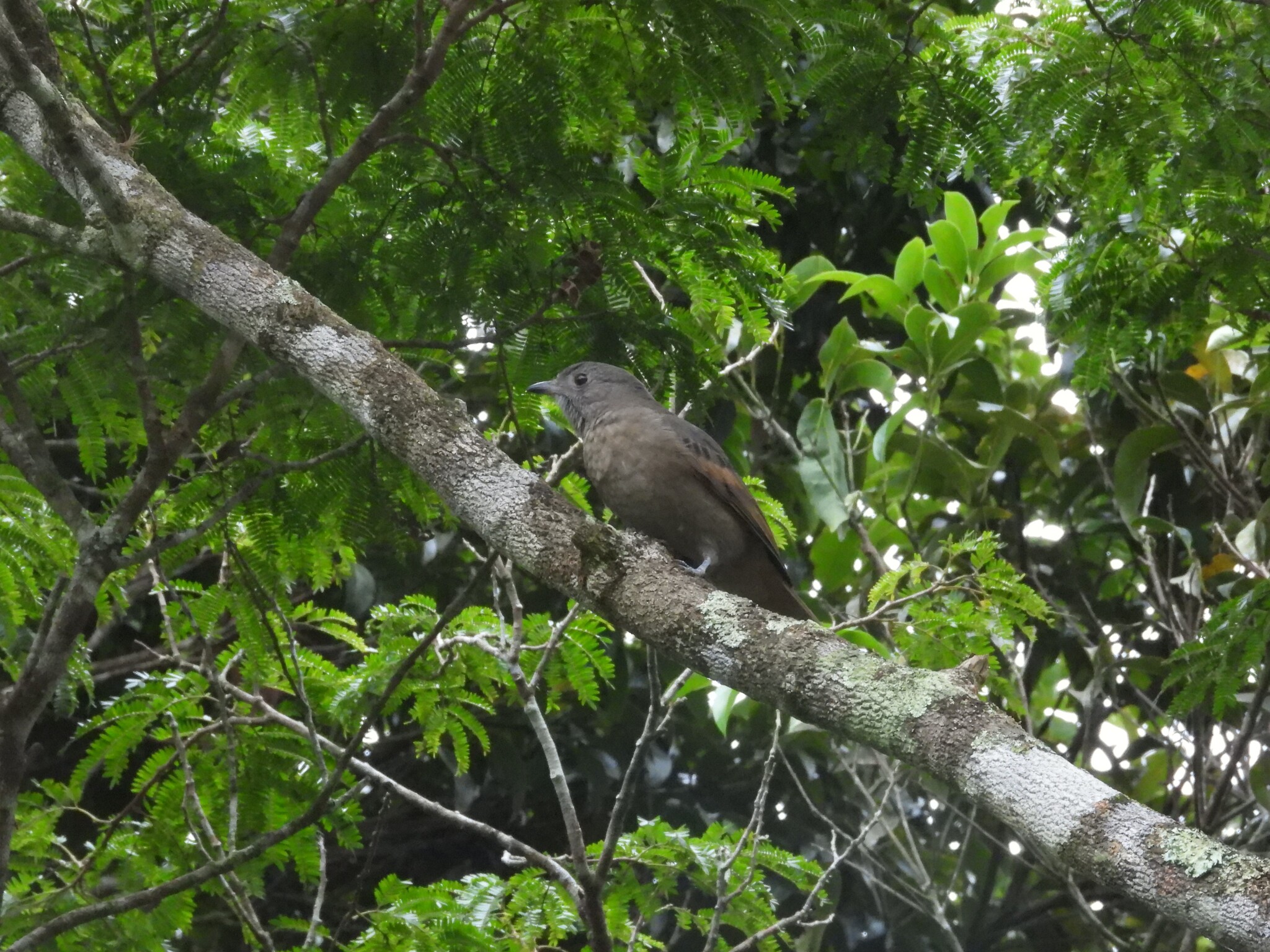 Cinnamon-vented Piha (Lipaugus lanioides), photo 5