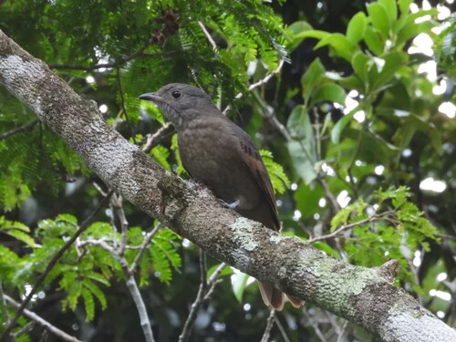 Cinnamon-vented Piha (Lipaugus lanioides)