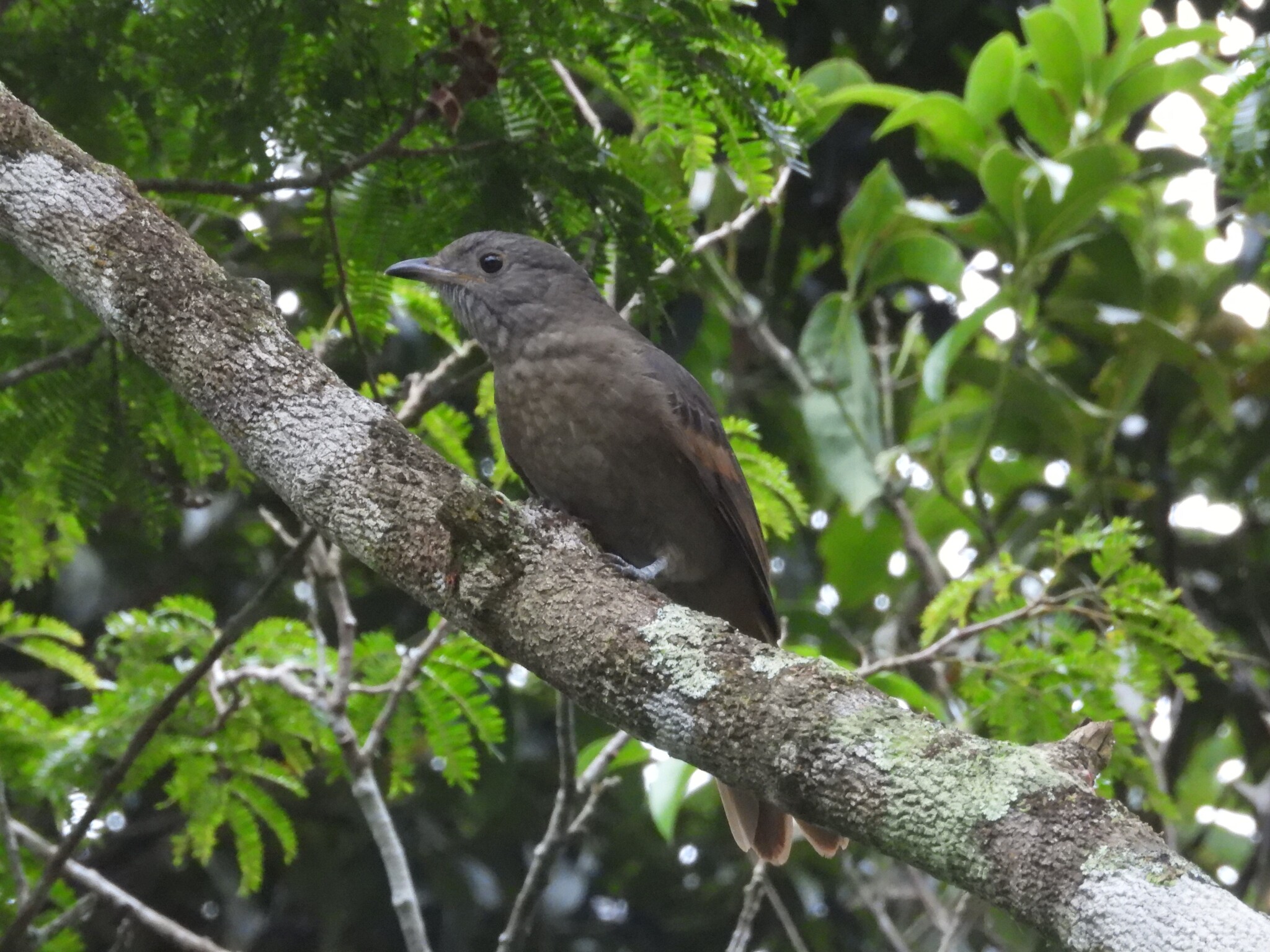 Cinnamon-vented Piha (Lipaugus lanioides), photo 1