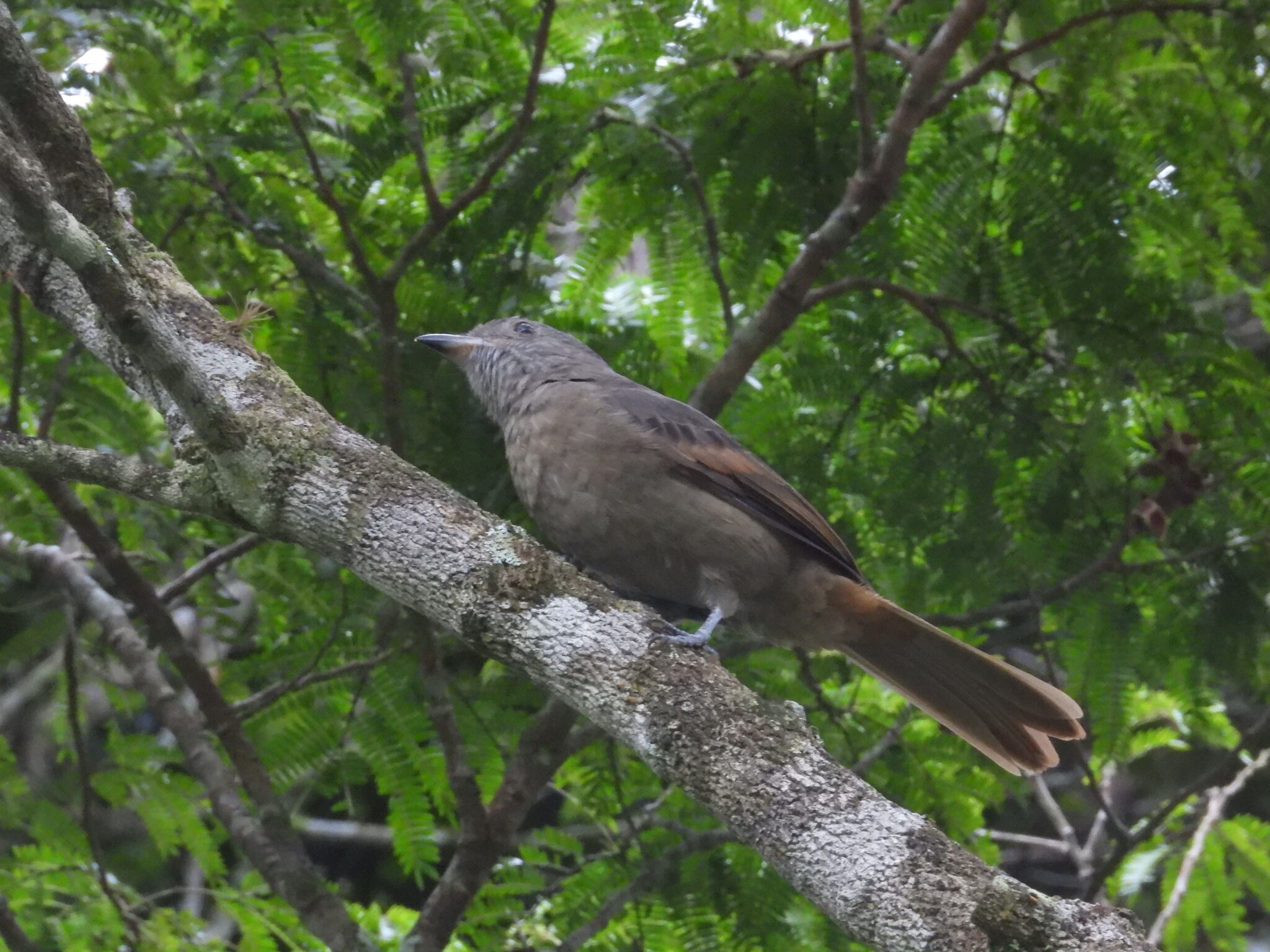 Cinnamon-vented Piha (Lipaugus lanioides), photo 2