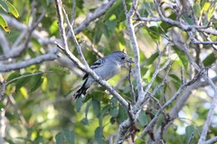Thamnophilus ambiguus