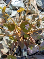 Claytonia rubra