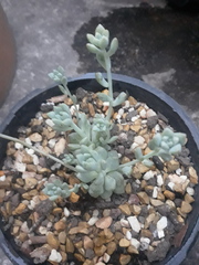 Echeveria prolifica