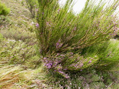 Carmichaelia compacta