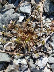Claytonia rubra