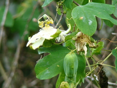 Passiflora eichleriana