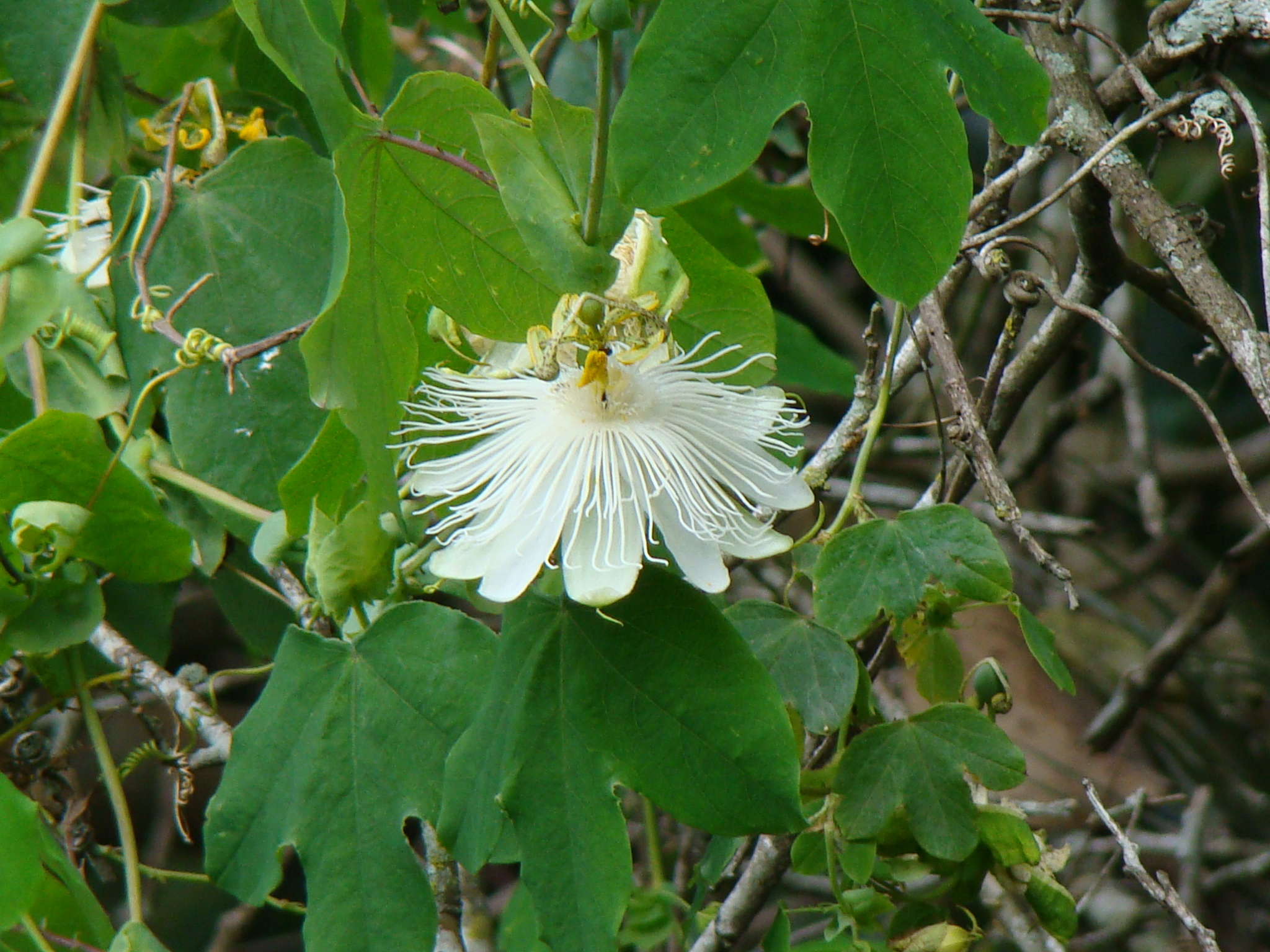 Passiflora eichleriana