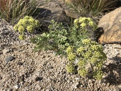 Lomatium macrocarpum