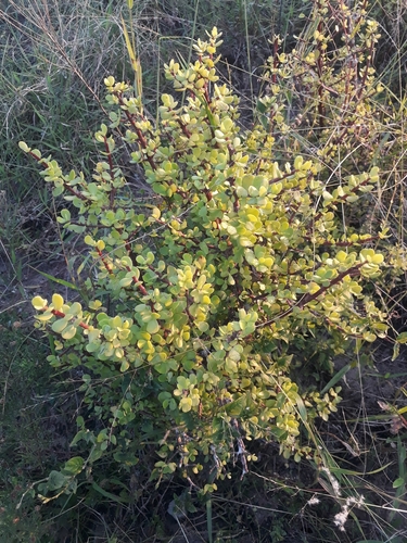 Elephant bush