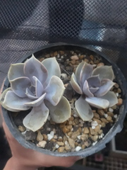 Echeveria gibbiflora × potosina