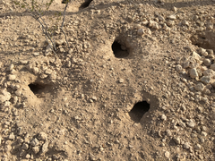 Dipodomys spectabilis