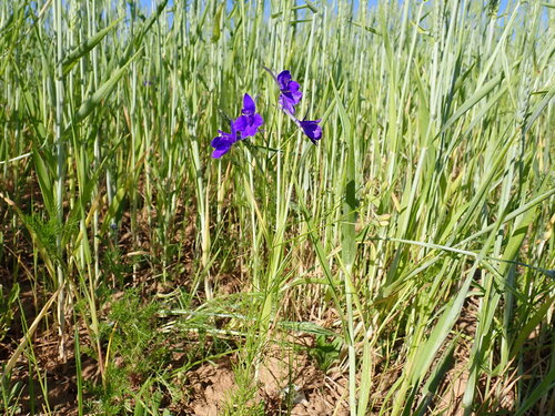 Forking Larkspur