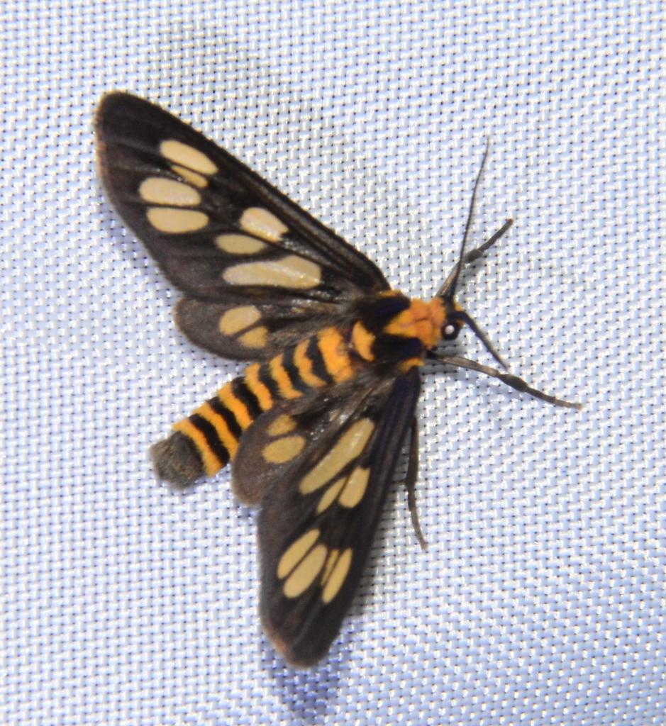 Eressa megalospilia