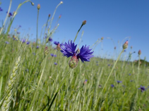 Cornflower