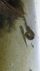 Cnesterodon decemmaculatus