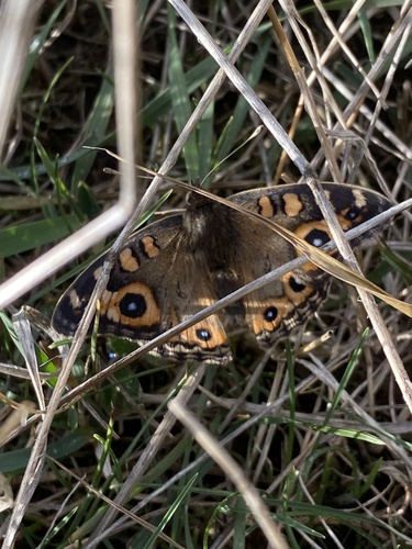 Meadow Argus