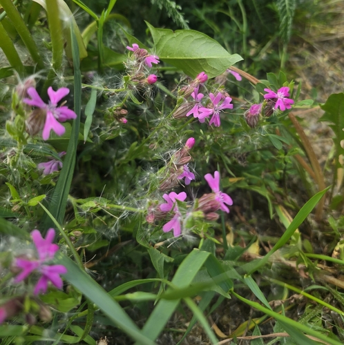 Silene pendula, photograph 1