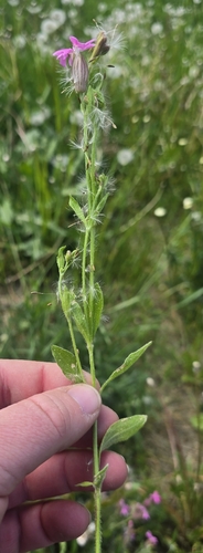 Silene pendula, photograph 2