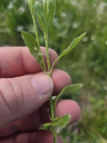 Silene pendula, photograph 3