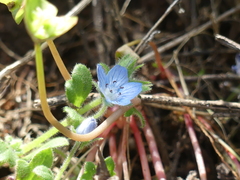 Nemophila menziesii integrifolia