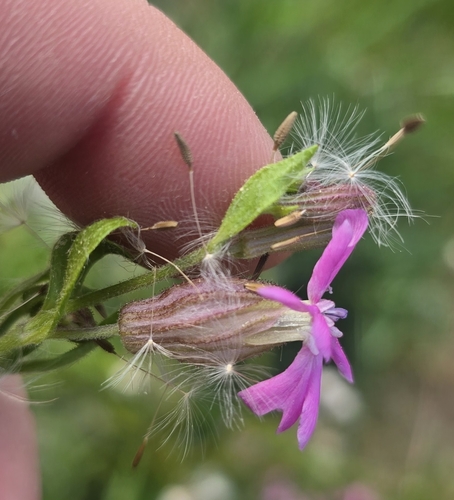 Silene pendula, photograph 4