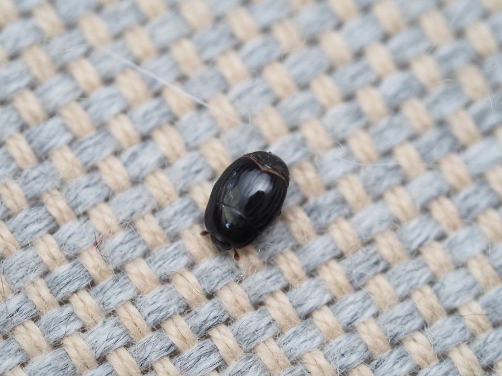 Margarinotus ruficornis