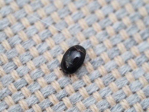 Margarinotus ruficornis